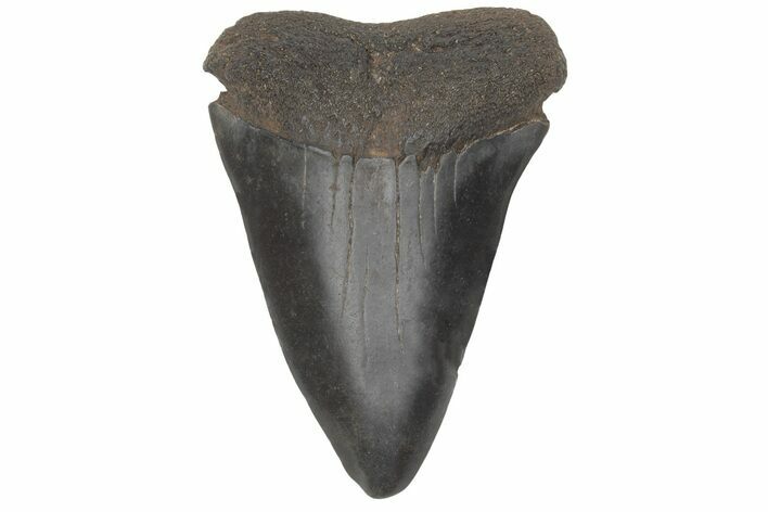 Fossil Broad-Toothed Mako Tooth - South Carolina #214607